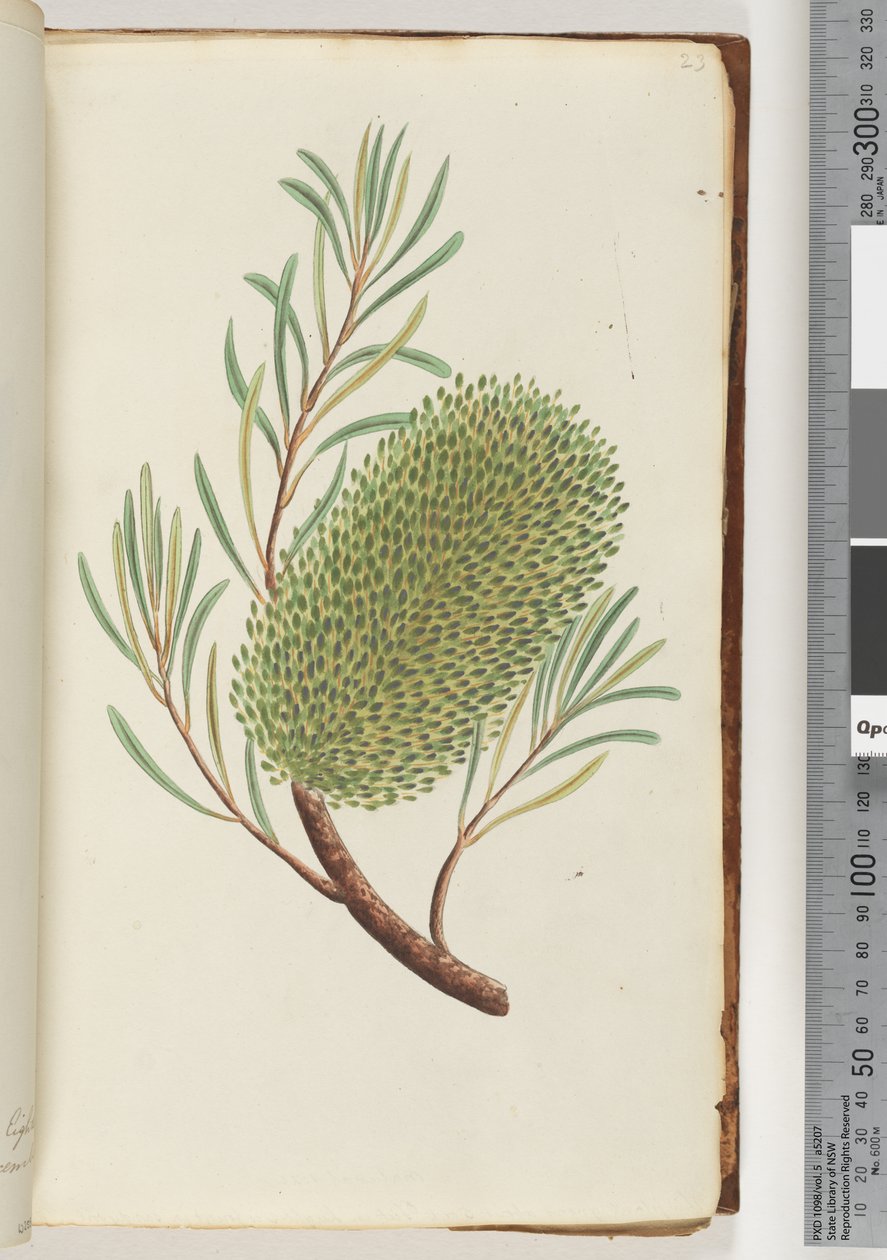 Side 23. Unavngiven blomstrende plante af Unknown artist