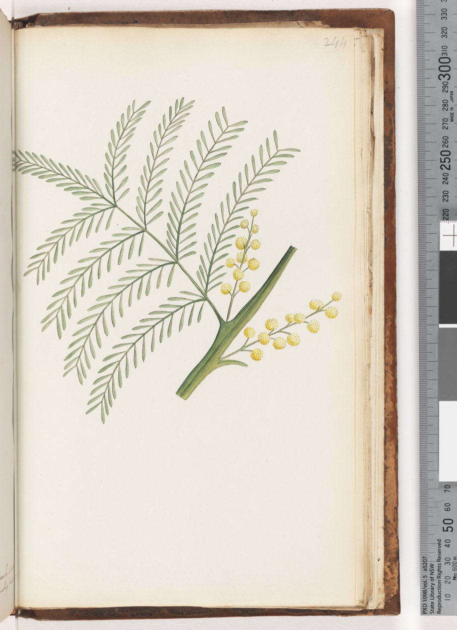 Side 244. Uidentificeret plante af Unknown