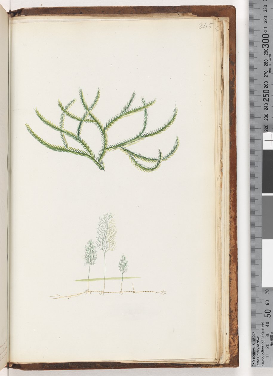 Page 245. No inscription, unidentified plantdani af Unknown artist