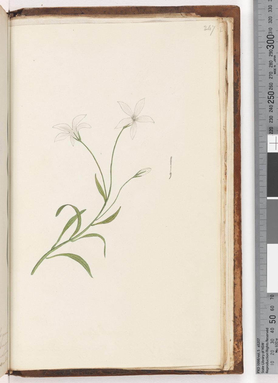 Side 247. Uidentificeret plante af Unknown artist