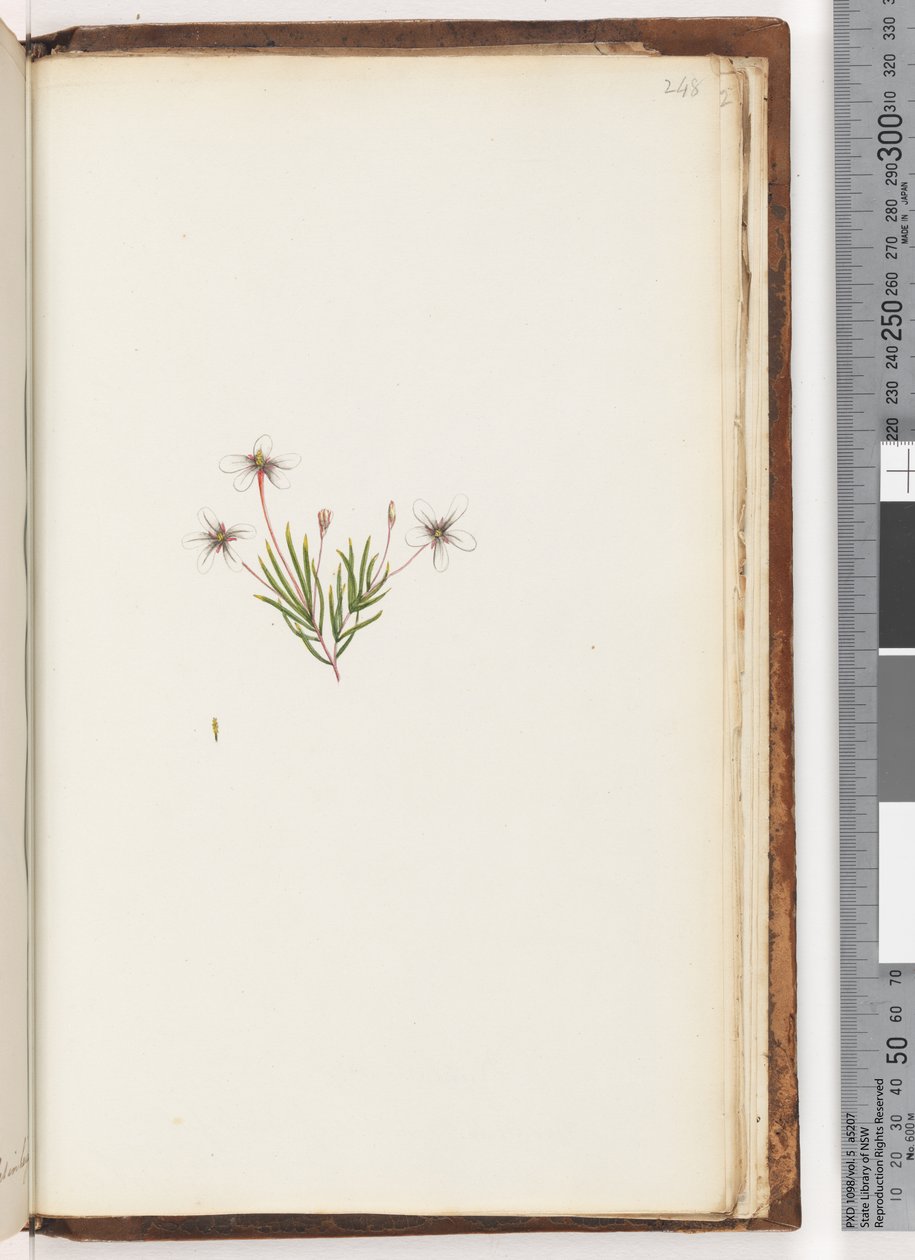 Side 248. Uidentificeret plante af Unknown