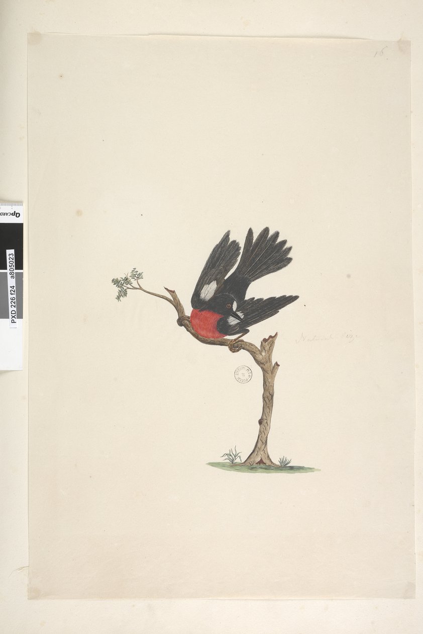 Side 24. Naturlig størrelse Scarlet Robin Petroica flerfarvet, han, Norfolk Island, 1791-92 af Unknown artist
