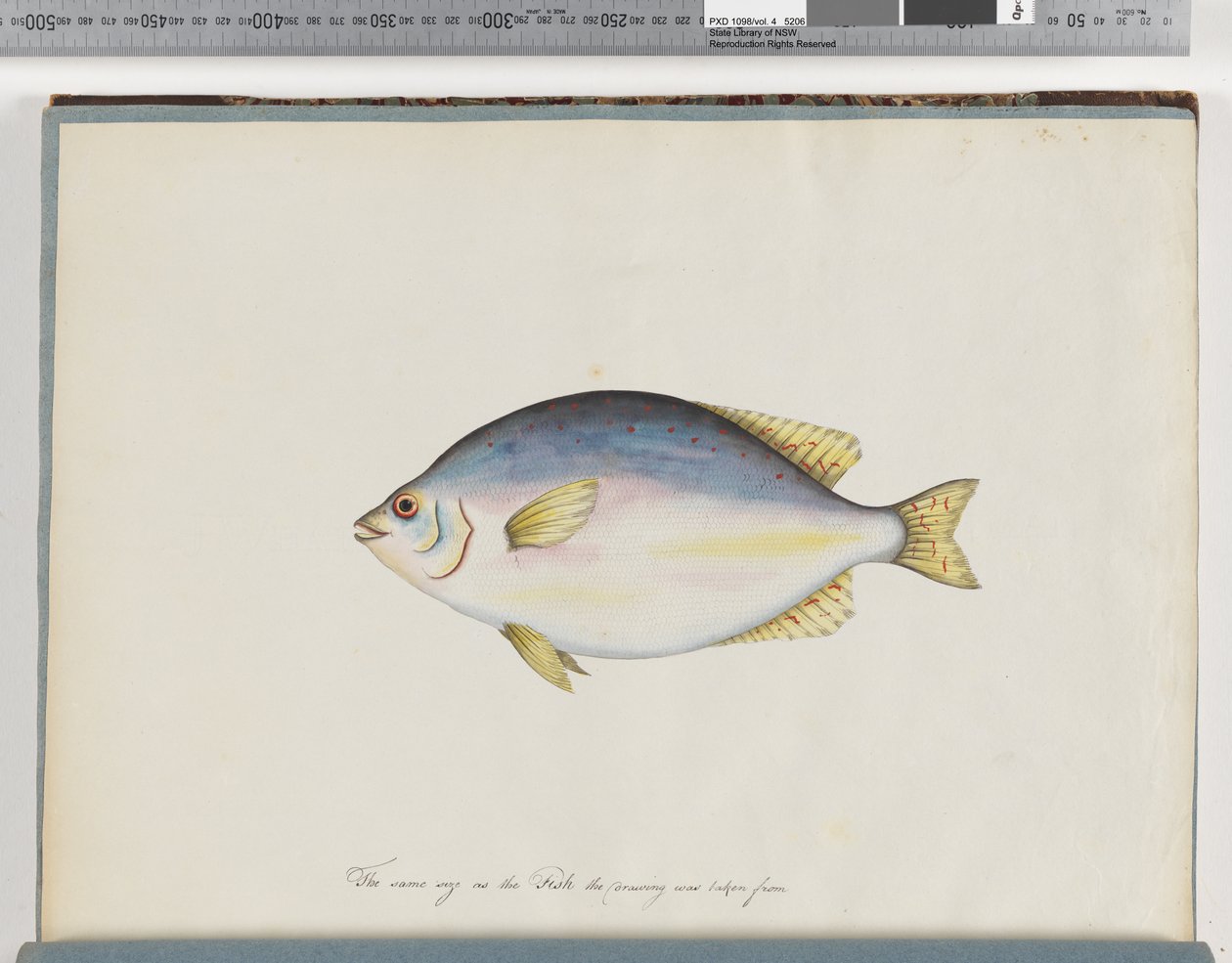 Page 24. Unidentified fishdani af Unknown artist