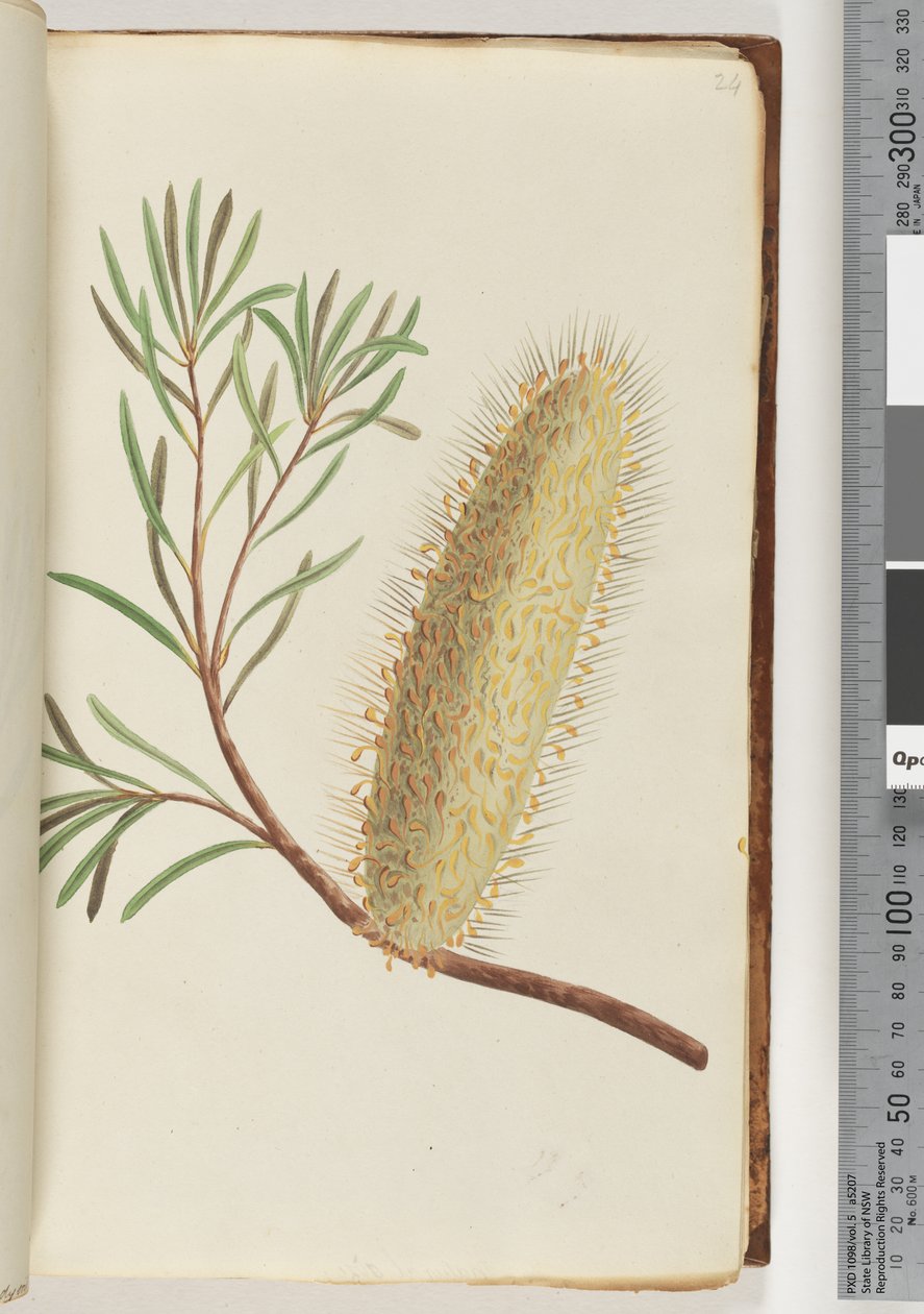 Page 24. Unnamed flowering plantdani af Unknown artist