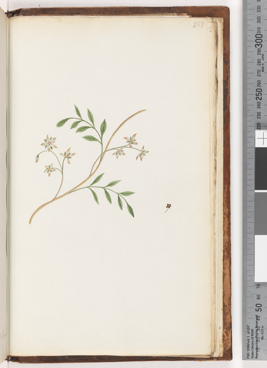 Side 251. Uidentificeret plante af Unknown artist