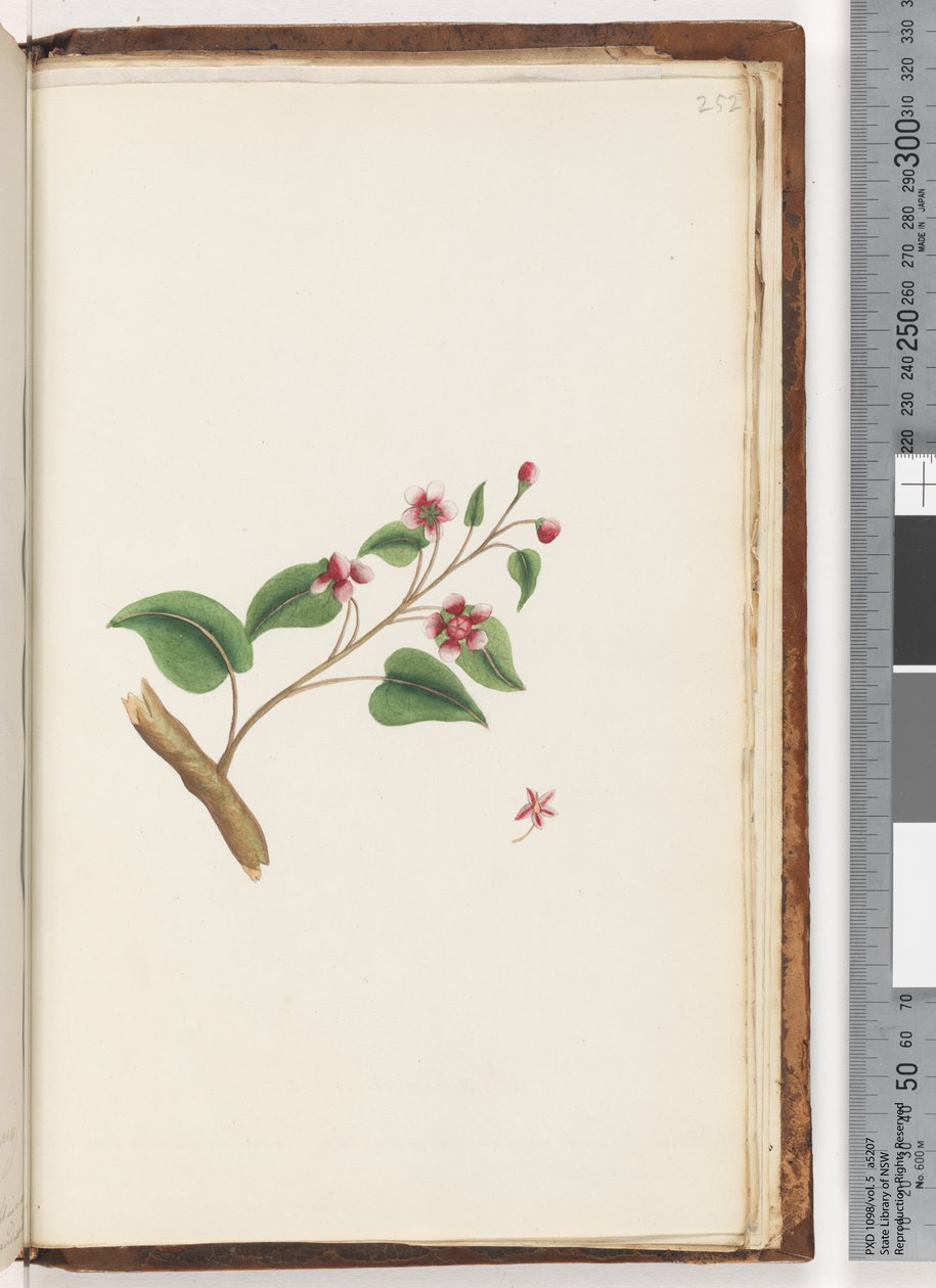 Side 252. Uidentificeret plante af Unknown artist