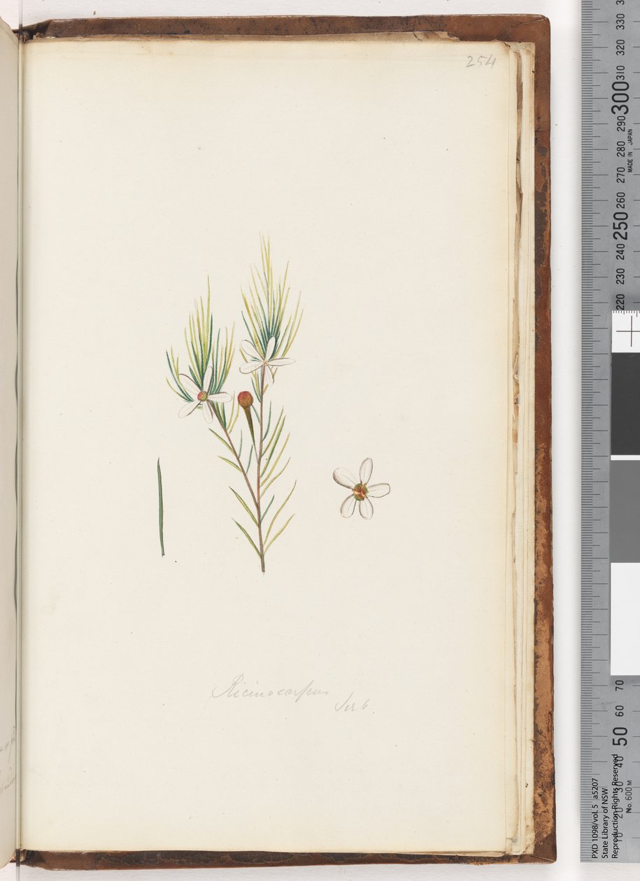 Page 254. Ricinocarpus / ?? dani af Unknown artist