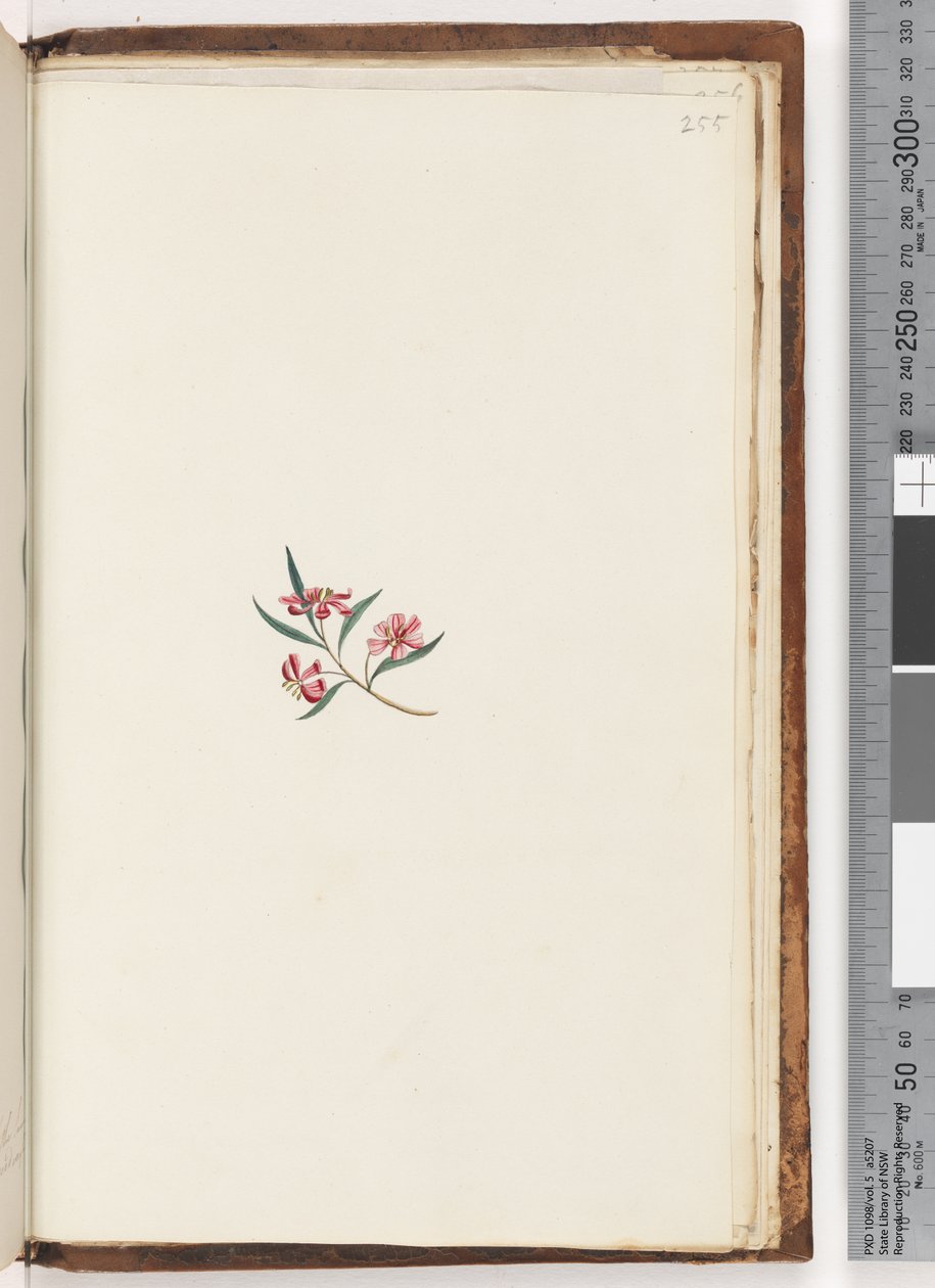 Page 255. Unidentified plantdani af Unknown artist