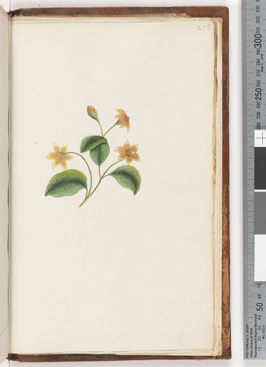 Side 256. Uidentificeret plante af Unknown