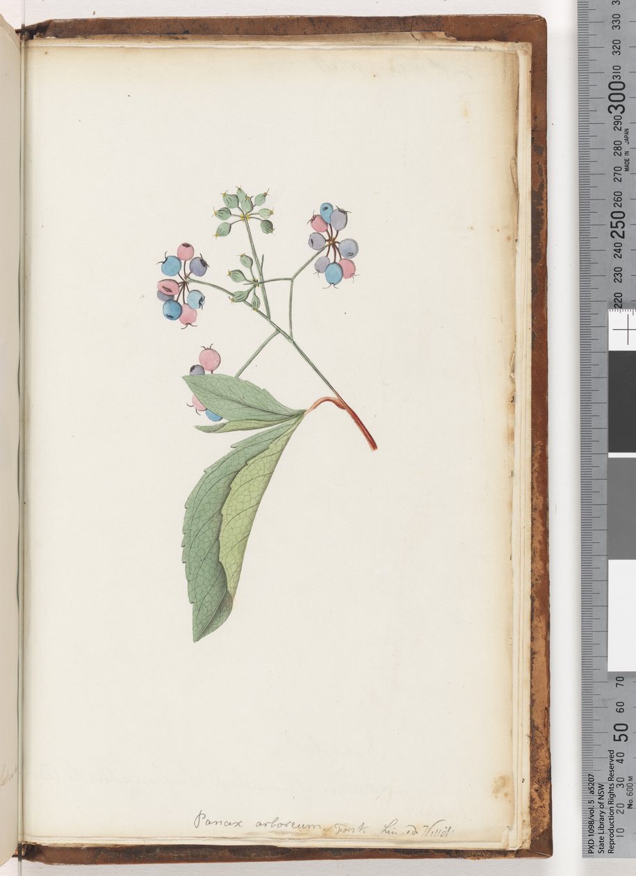 Side 256a. Unavngiven plante af Unknown artist
