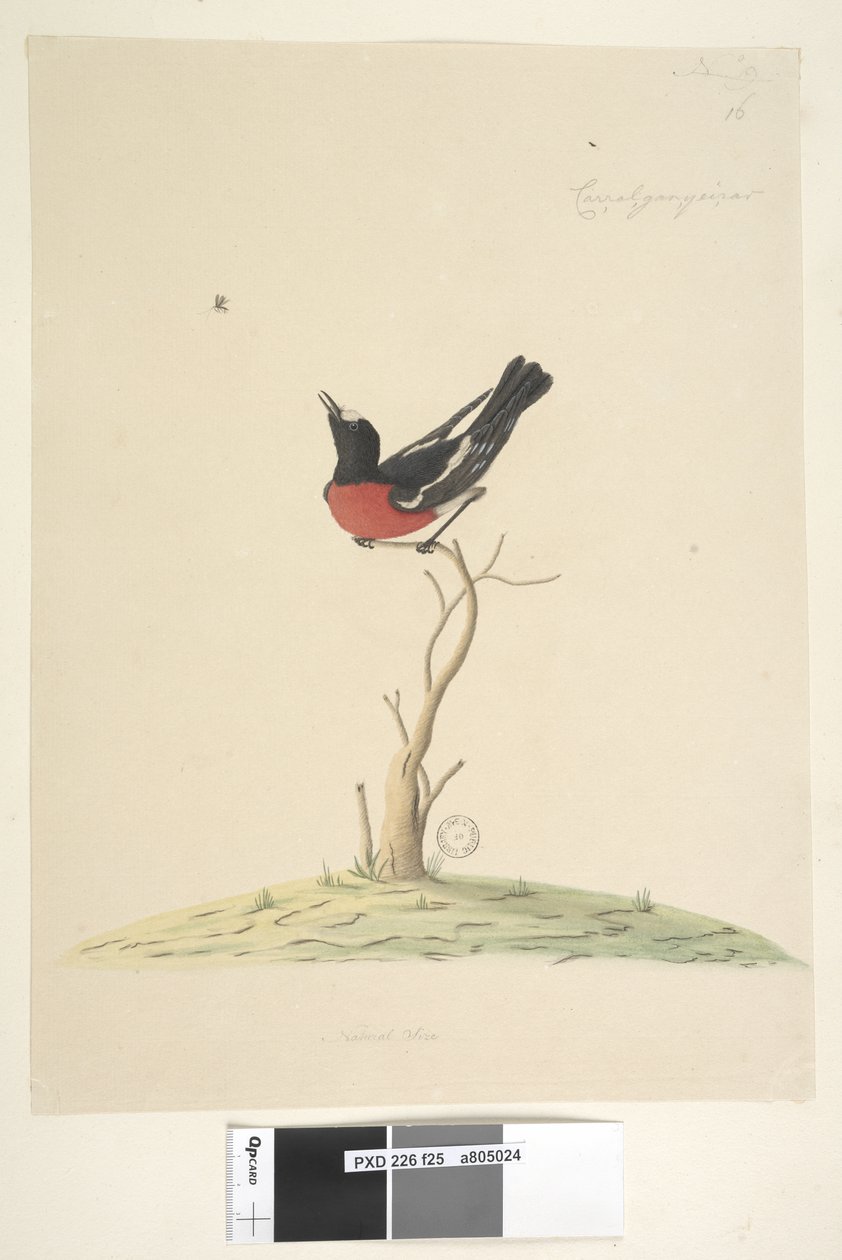 Side 25. Bil, ral, gar, yei, sar, naturlig størrelse Scarlet Robin, han Petroica flerfarvet, N.S.W., 1791-92 af Unknown artist
