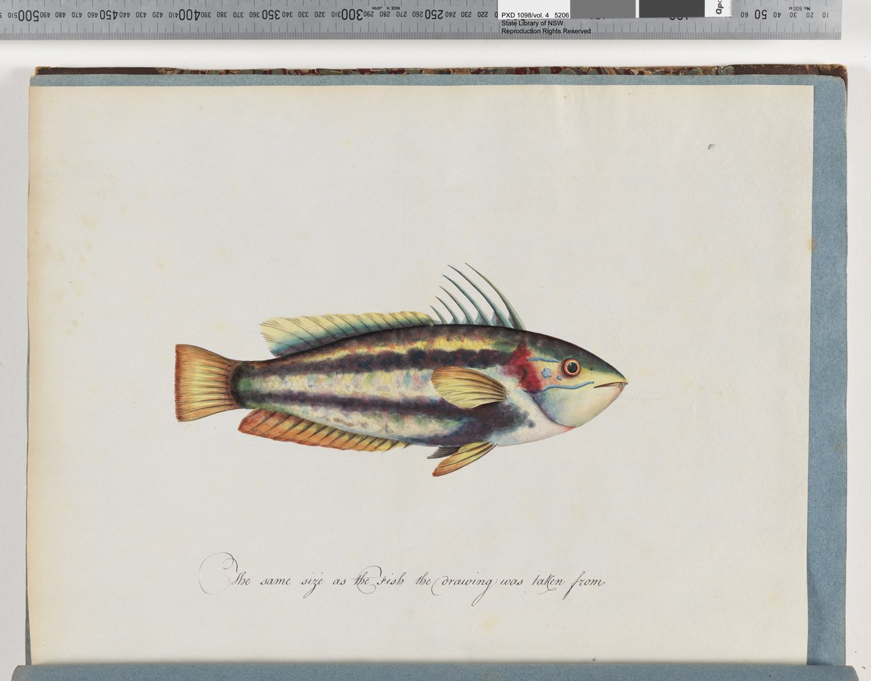 Side 25. Uidentificeret fisk af Unknown artist