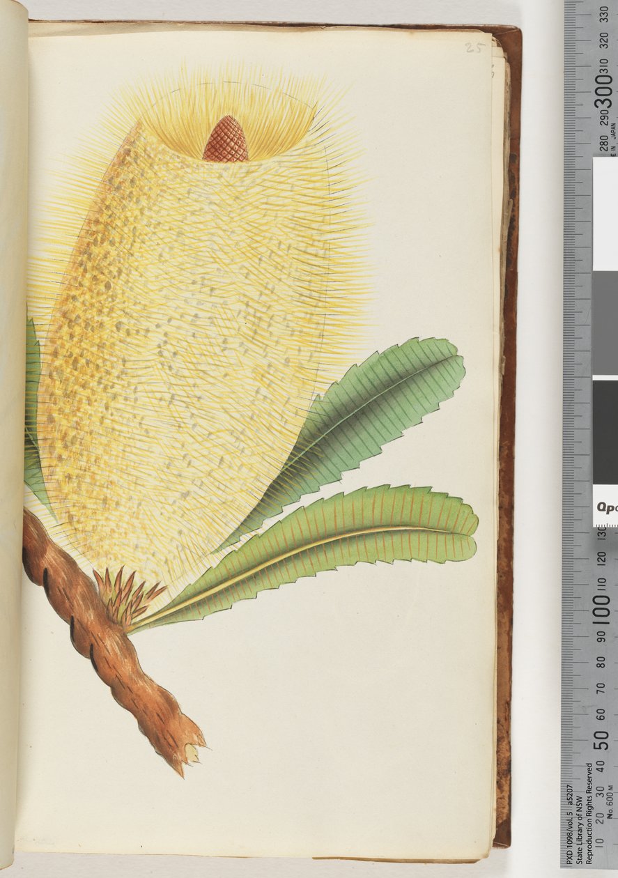 Page 25. Unidentified plantdani af Unknown artist