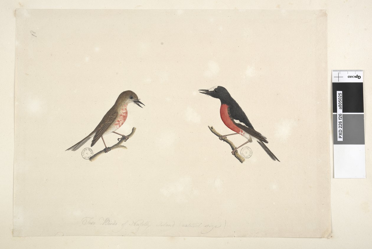 Page 26. Two birds of Norfolk Islanddani af Unknown artist
