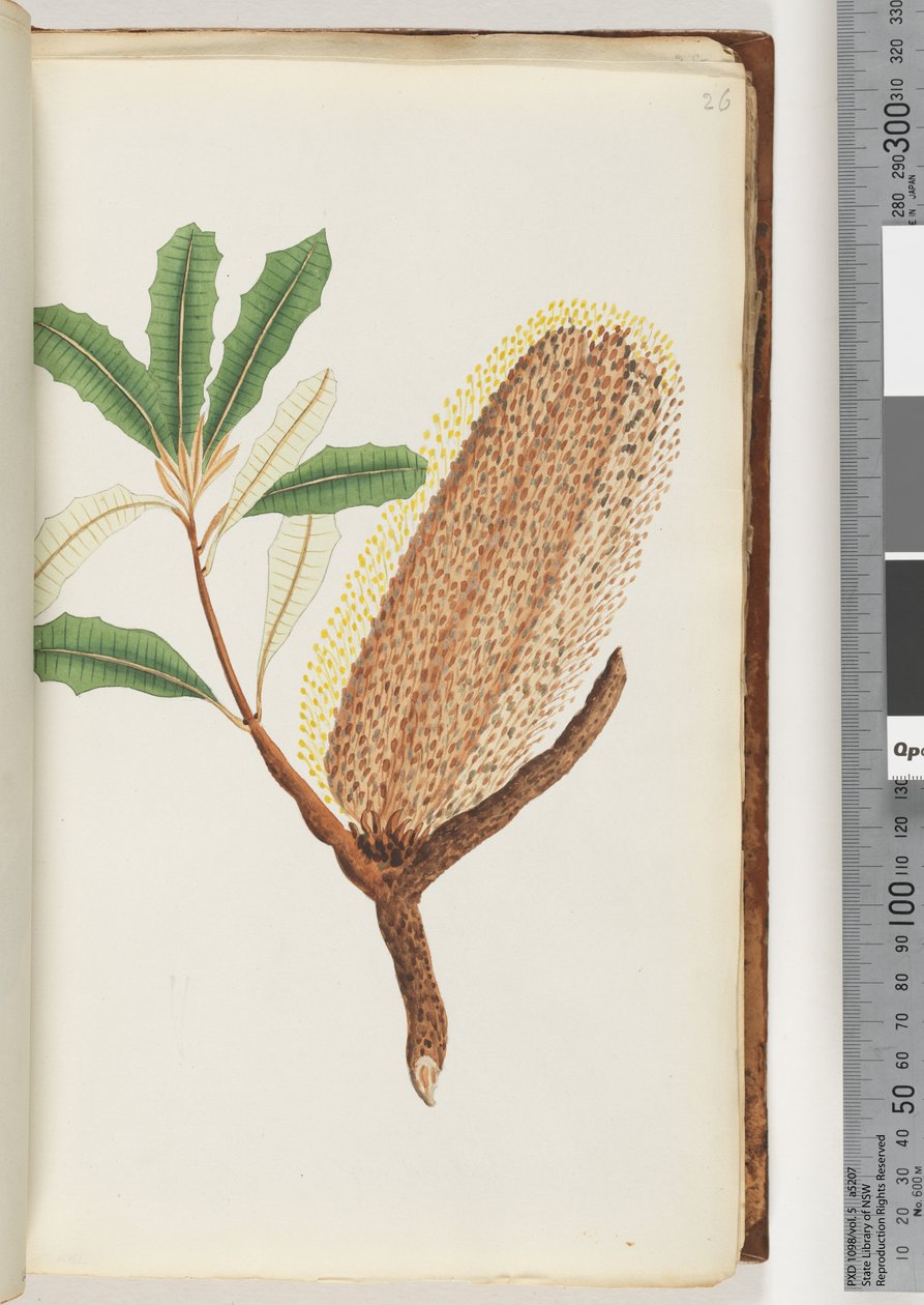 Side 26. Unavngiven blomstrende plante af Unknown artist