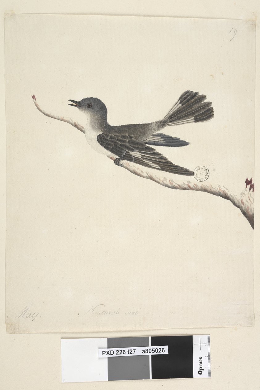 Side 27. Maj. Hooded Robin i naturlig størrelse, hun Melanodryas cucullata, 1791-92 af Unknown artist