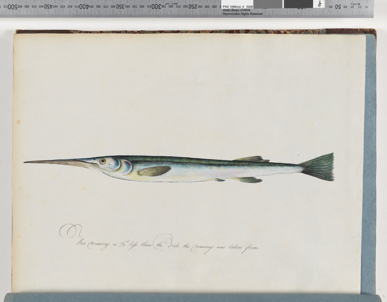Side 27. Uidentificeret fisk af Unknown artist