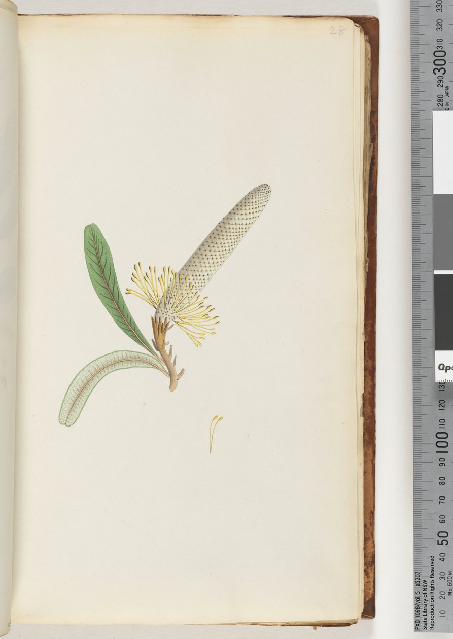 Side 28. Blomstrende plante, "en slyngplante" af Unknown artist