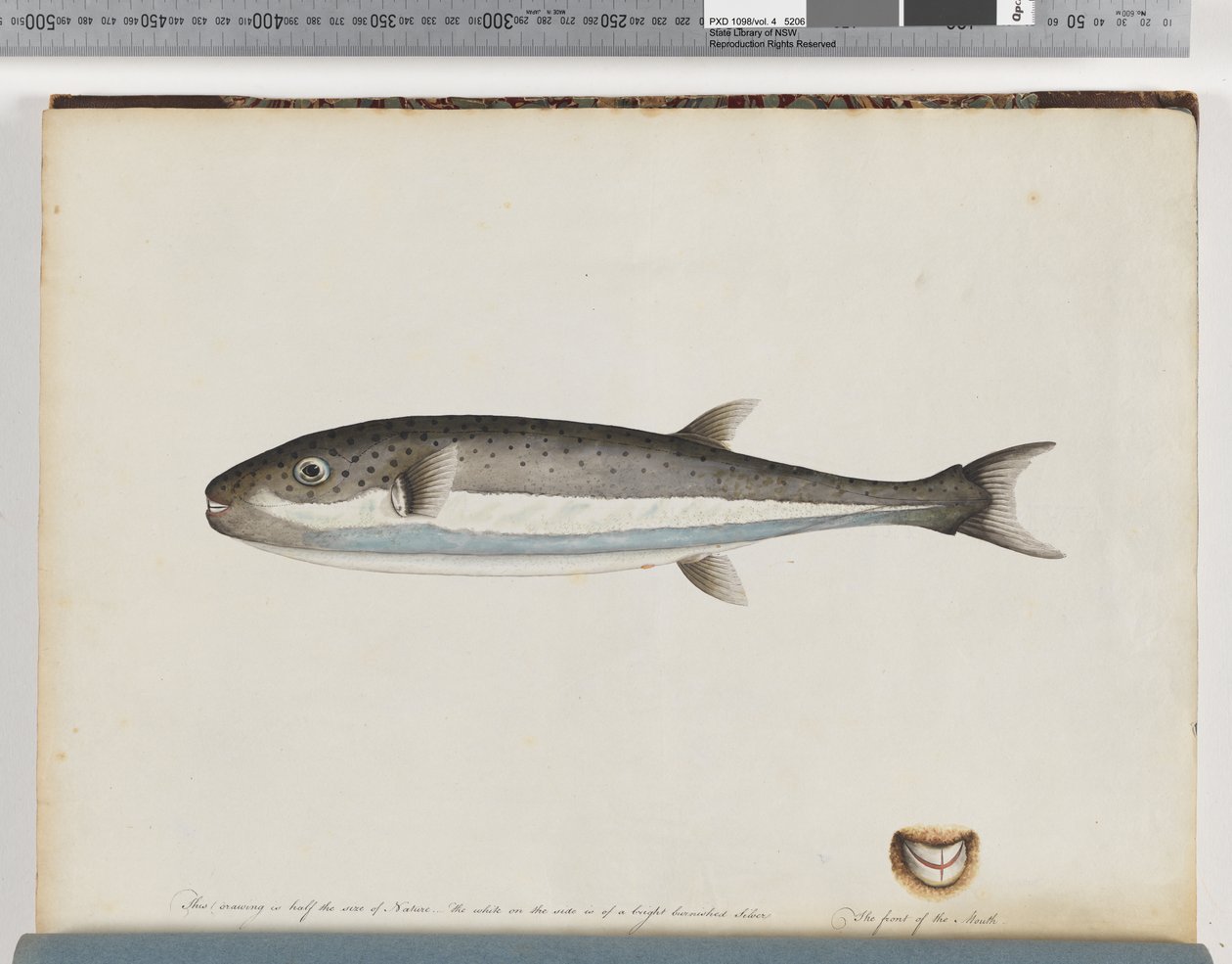 Side 28. Uidentificeret fisk af Unknown artist