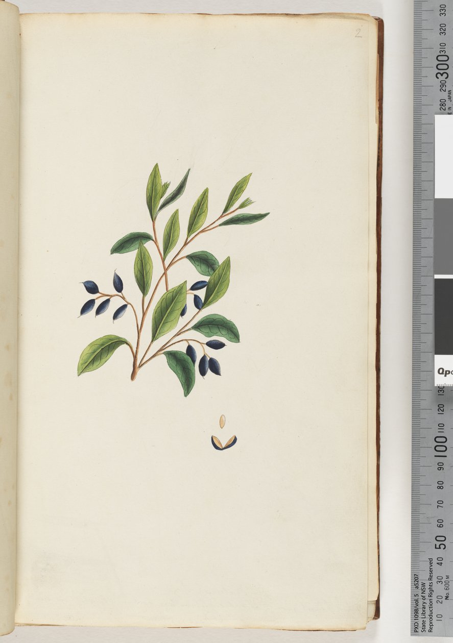 Side 2. Uidentificeret plante af Unknown artist