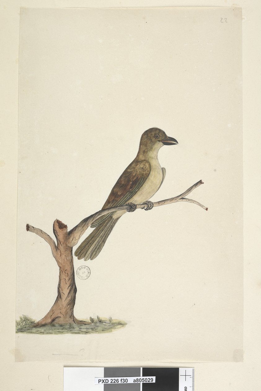 Side 30. ...? Norfolk Island Blackbird? Aplonis fuscus, kvinde, 1791-92 af Unknown artist