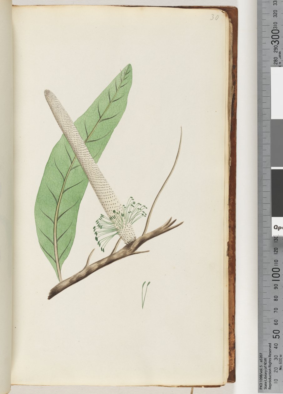 Page 30. Plant, a Banksiadani af Unknown artist