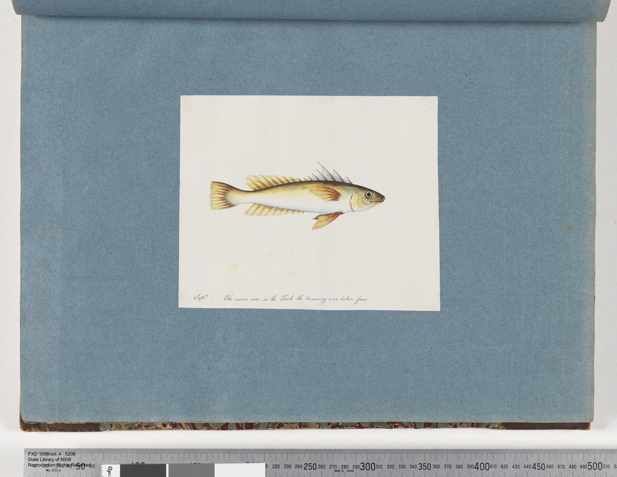 Page 30. Unidentified fishdani af Unknown artist