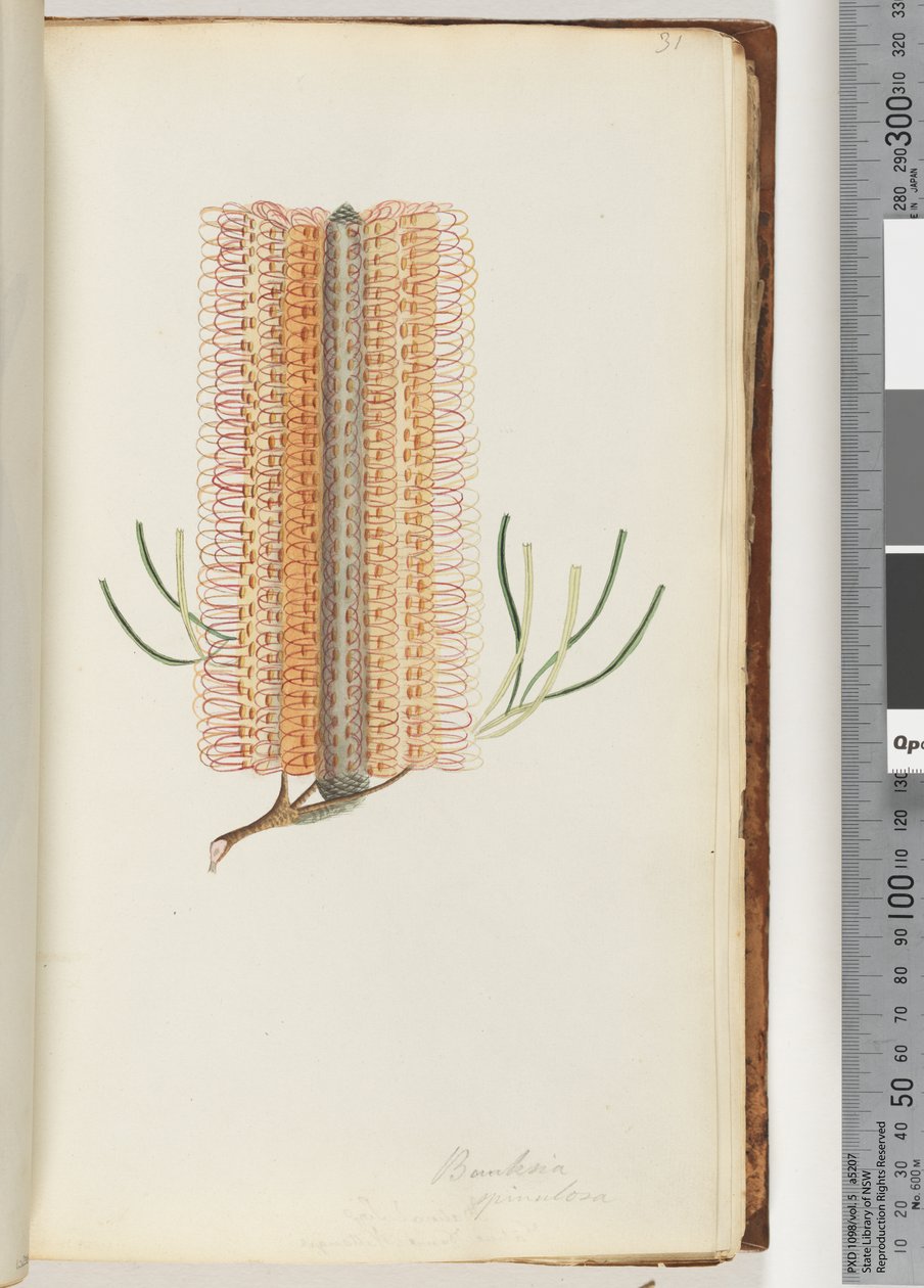 Side 31. Banksia spinulosa / Hårnåle Banksia af Unknown artist