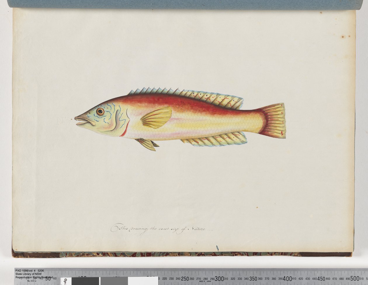 Side 31. Uidentificeret fisk af Unknown artist