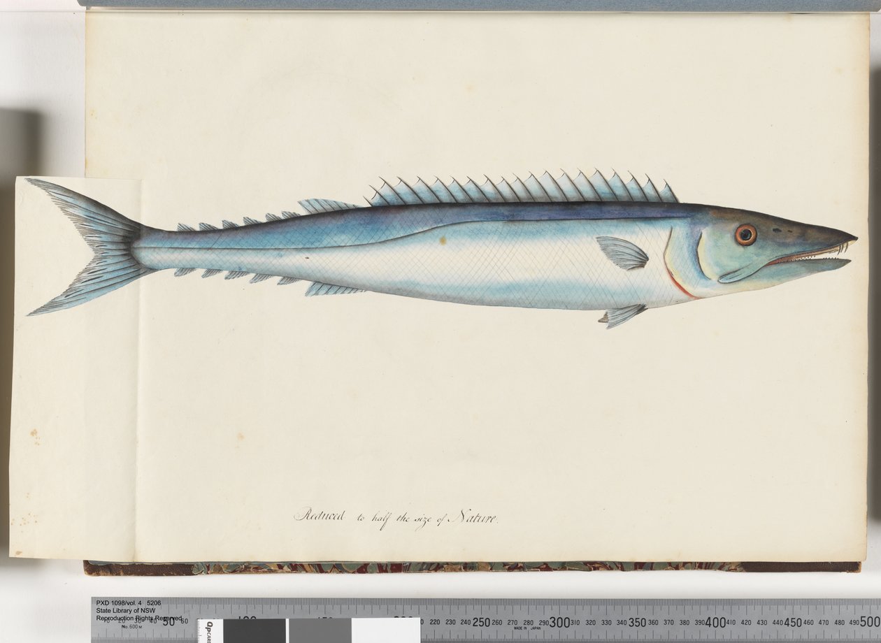 Side 32. Barracouta af Unknown artist