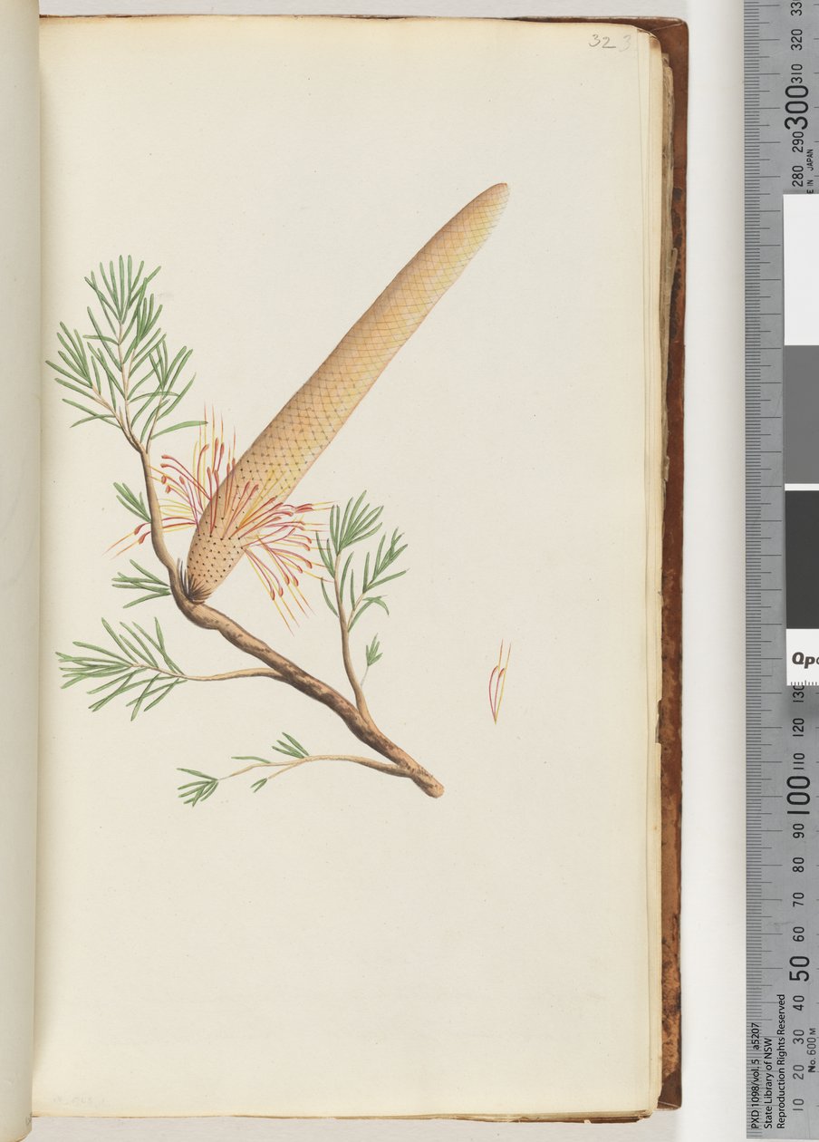 Page 32. Plant, Banksia ericifolia dani af Unknown artist