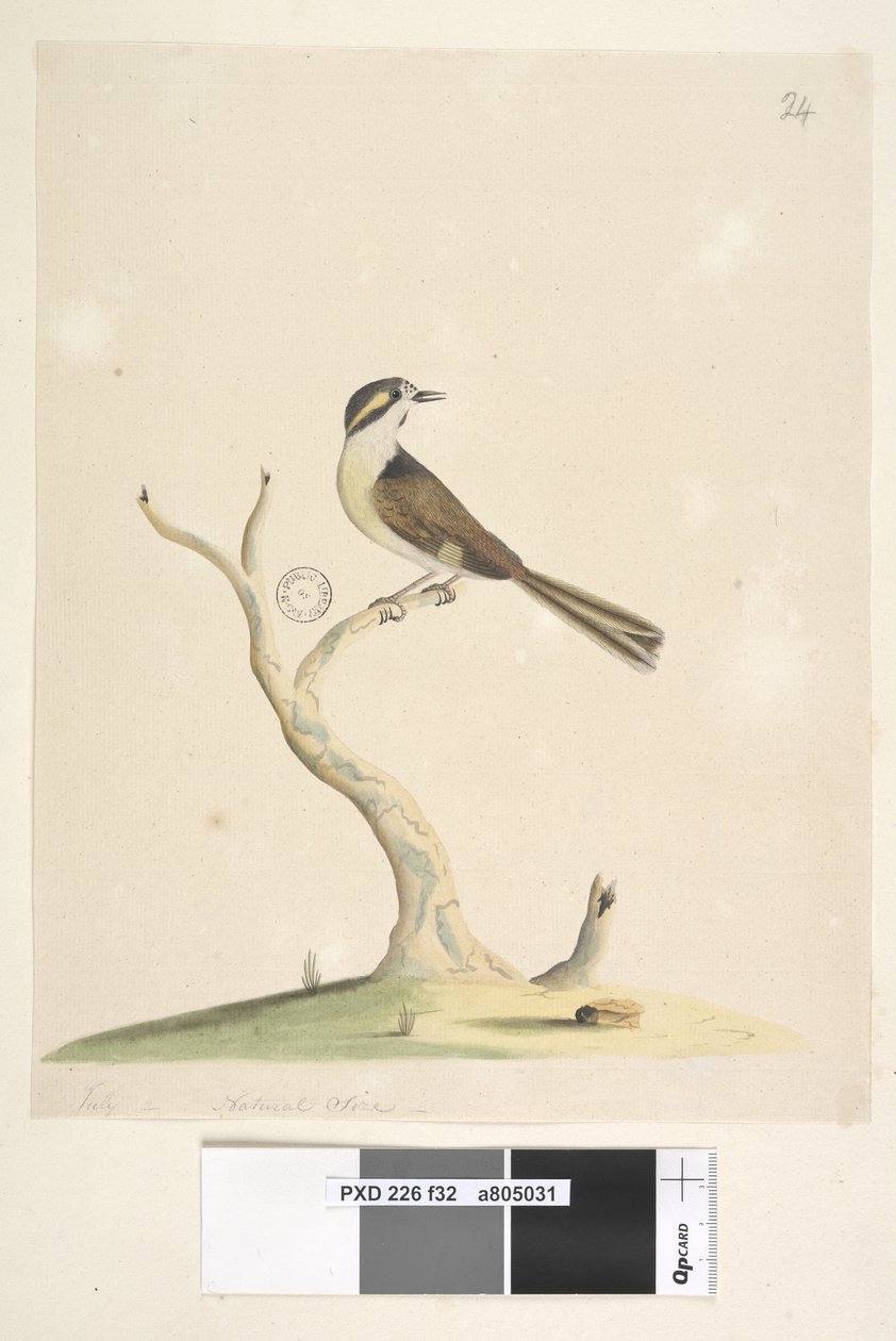 Side 32. Uidentificeret juli, naturlig størrelse. For noter vedrørende forsøg på at identificere denne fugl, se Hindwood, K. A. The Sydney bird paintings in the Australian Zoologist, v.XIII, del 2, august, 1965, s. 86 af Unknown artist