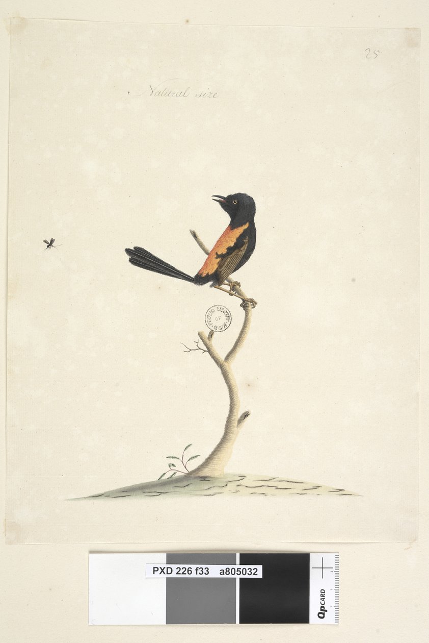Side 33. Naturlig størrelse rød, ryget Wren Malurus melanocephalu, han, 1791-92 af Unknown artist