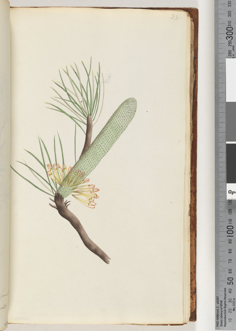 Side 33. Plante, Banksia spinulosa af Unknown artist