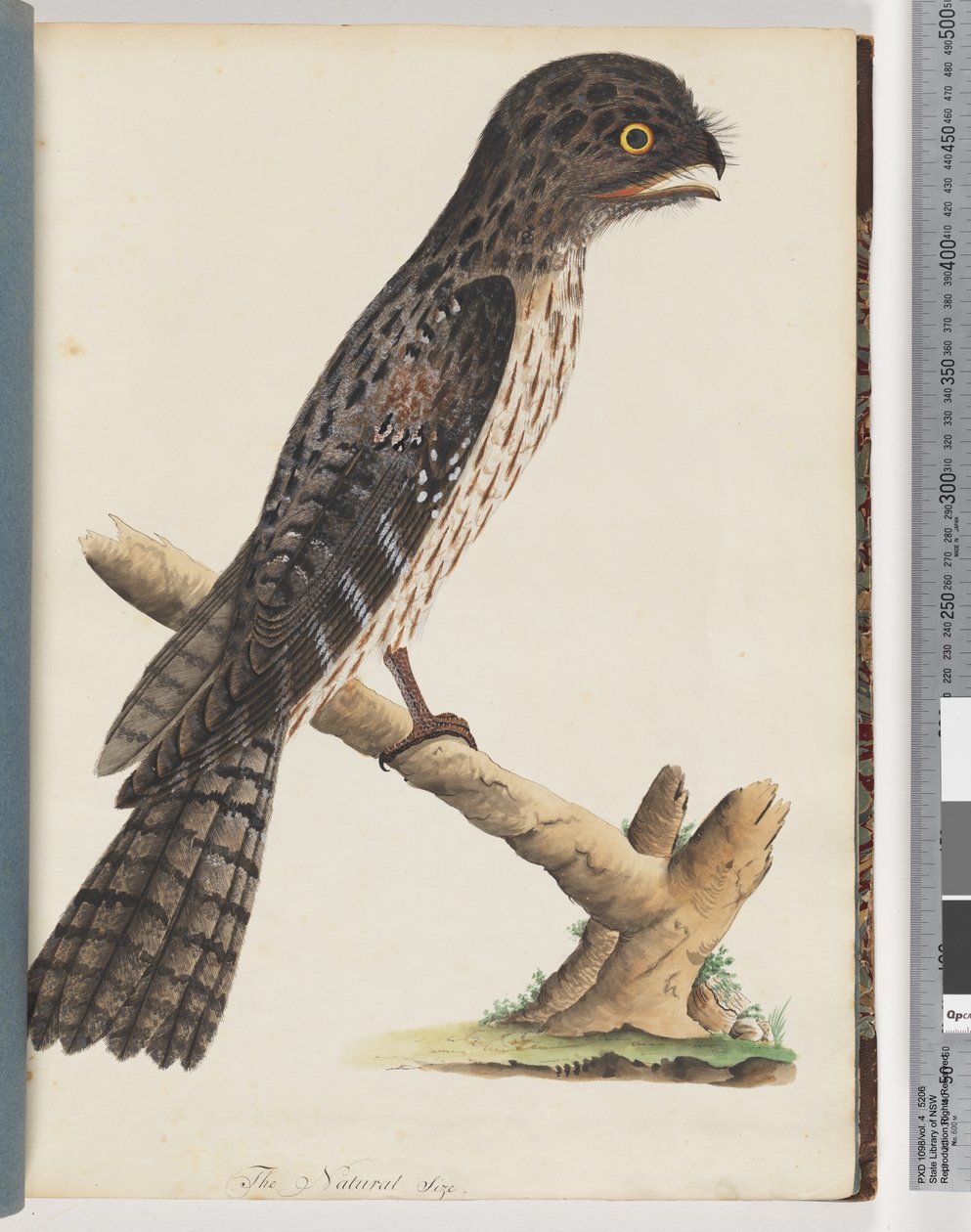 Side 33. Tawny Frogmouth. Gracile Goatsucker af Unknown artist