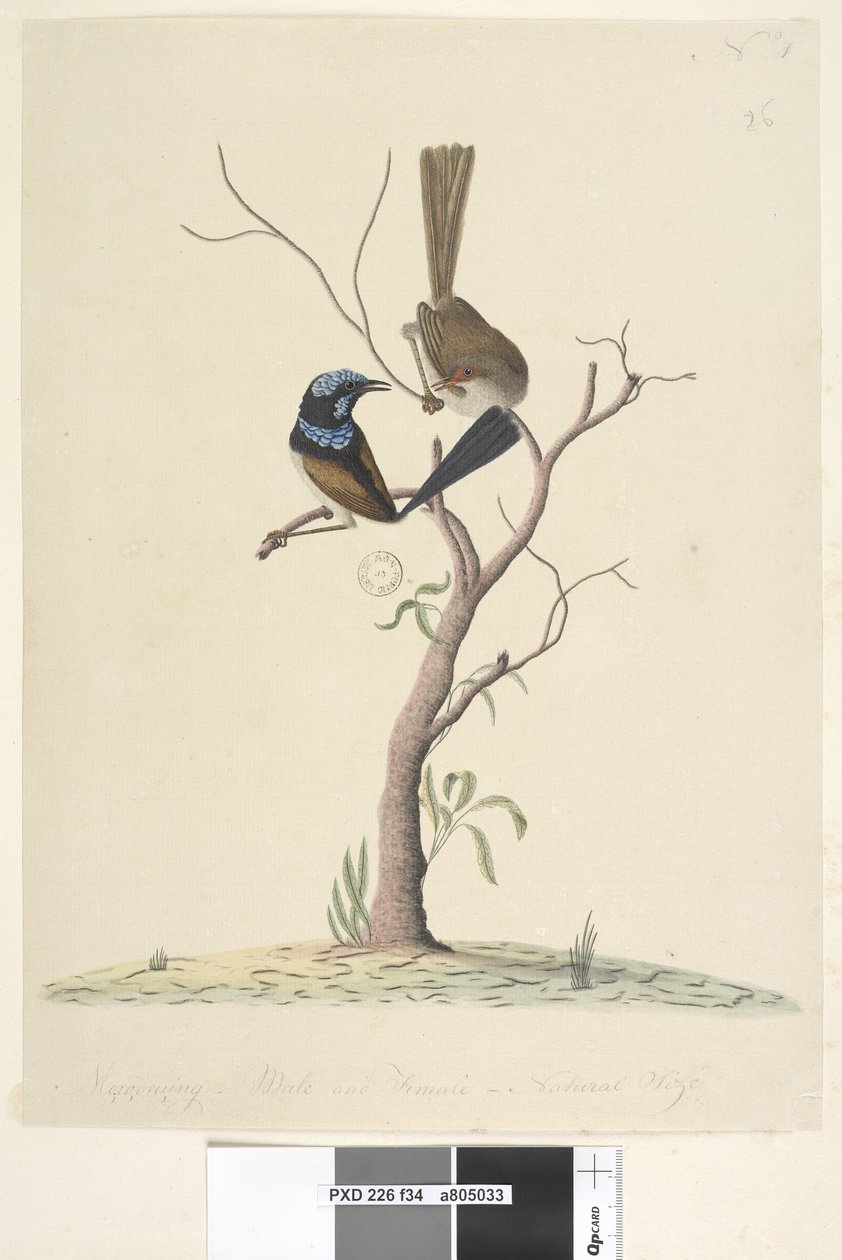 Page 34. Mo, ro, dru, ing, male and female, natural size Superb Blue Wren Malurus cyaneus, 1791-92 dani af Unknown artist
