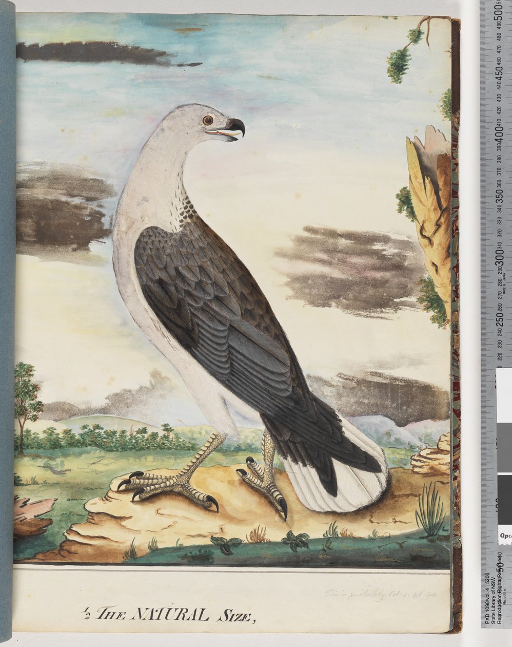 Side 34. Hvidbrystet Havørn Allieret med Akselfalken af Unknown artist