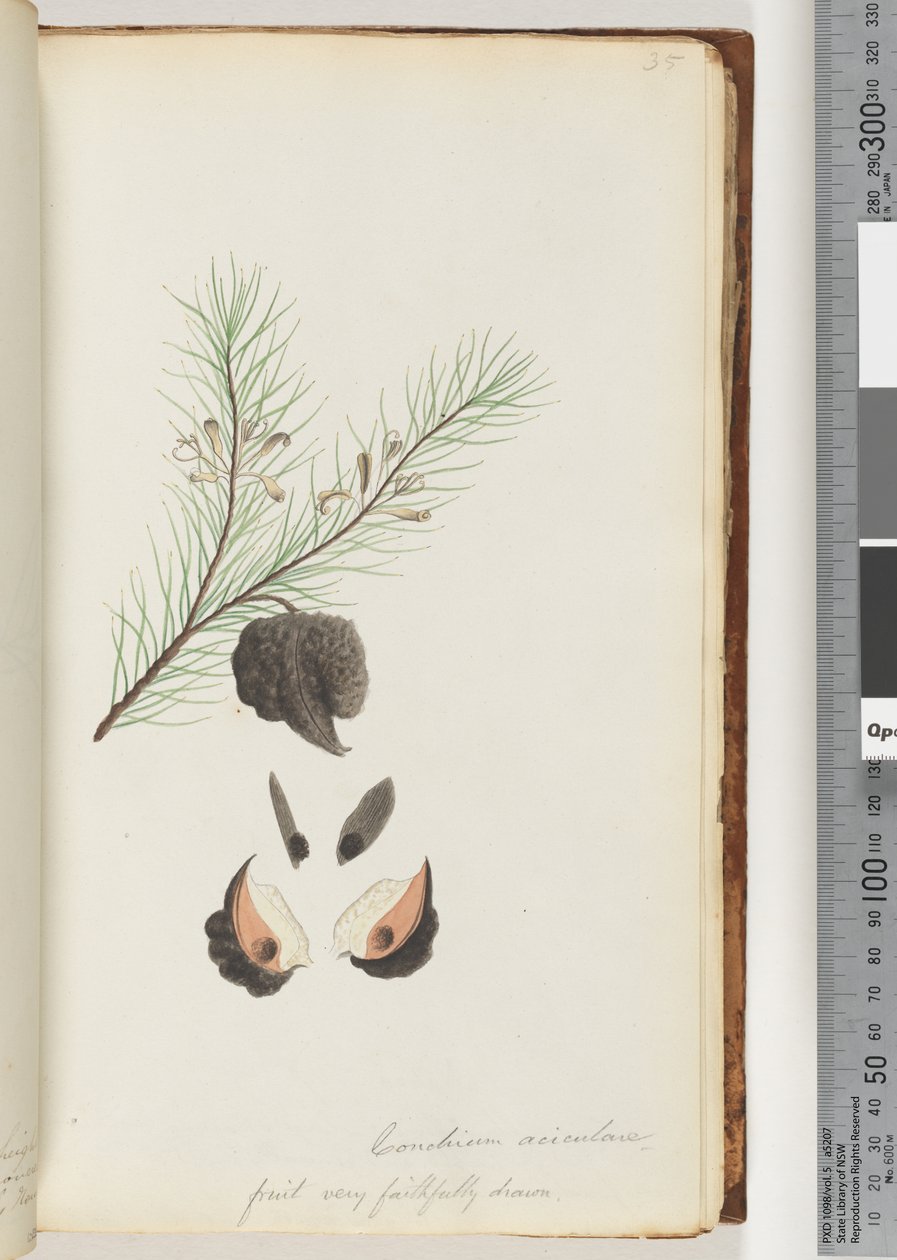 Page 35. Conchium aciculare / Fruit very faithfully drawn Hairy Needle bushdani af Unknown artist