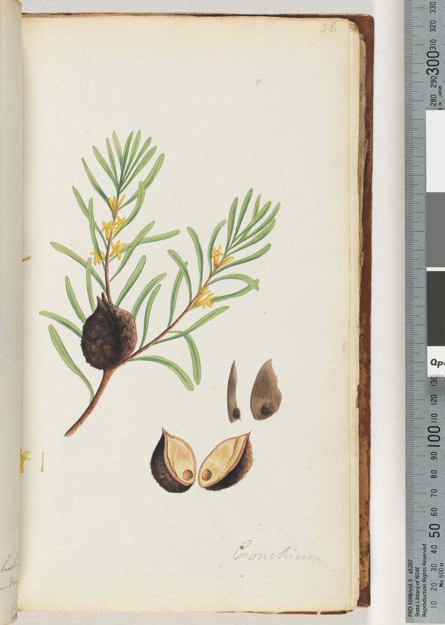 Side 36. Conchium af Unknown artist