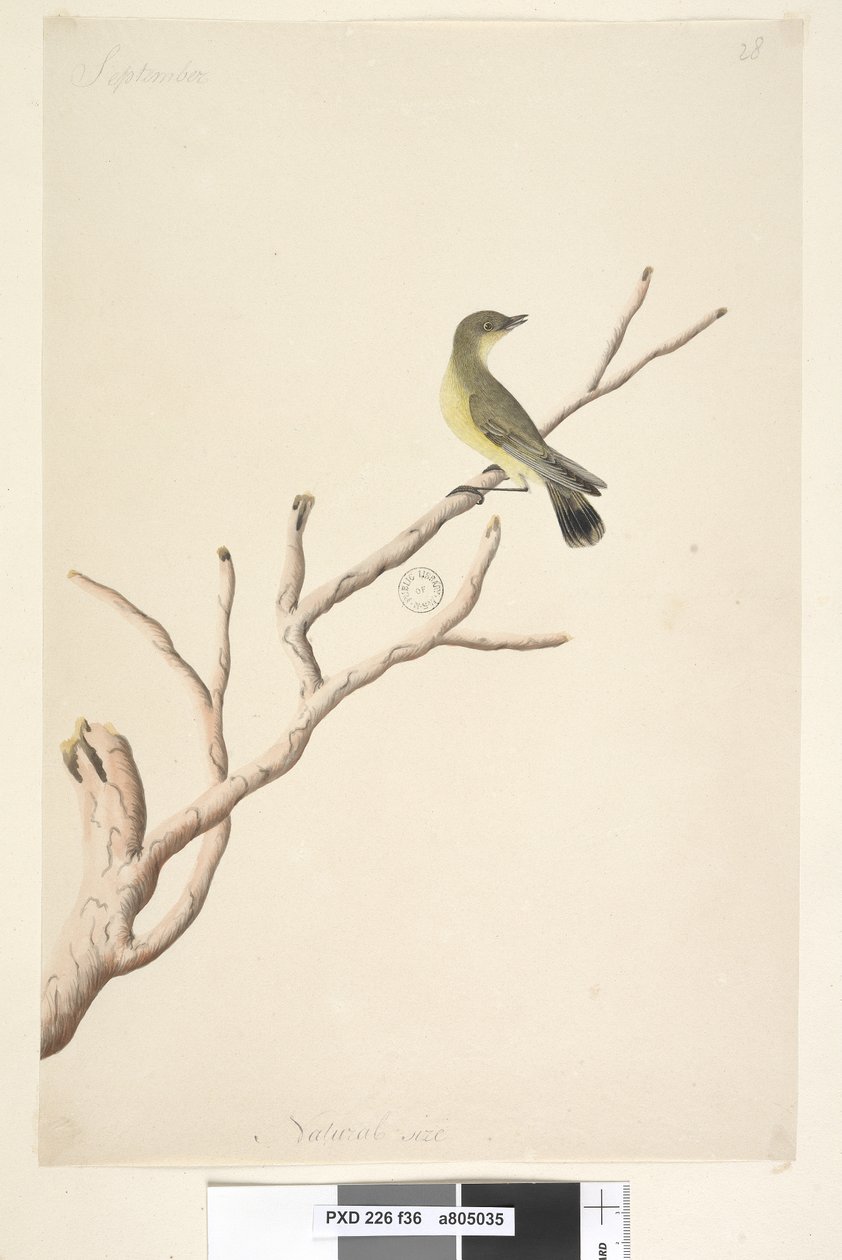 Side 36. September. Naturlig størrelse gul tornnæb Acanthiza nana, 1791-92 af Unknown artist