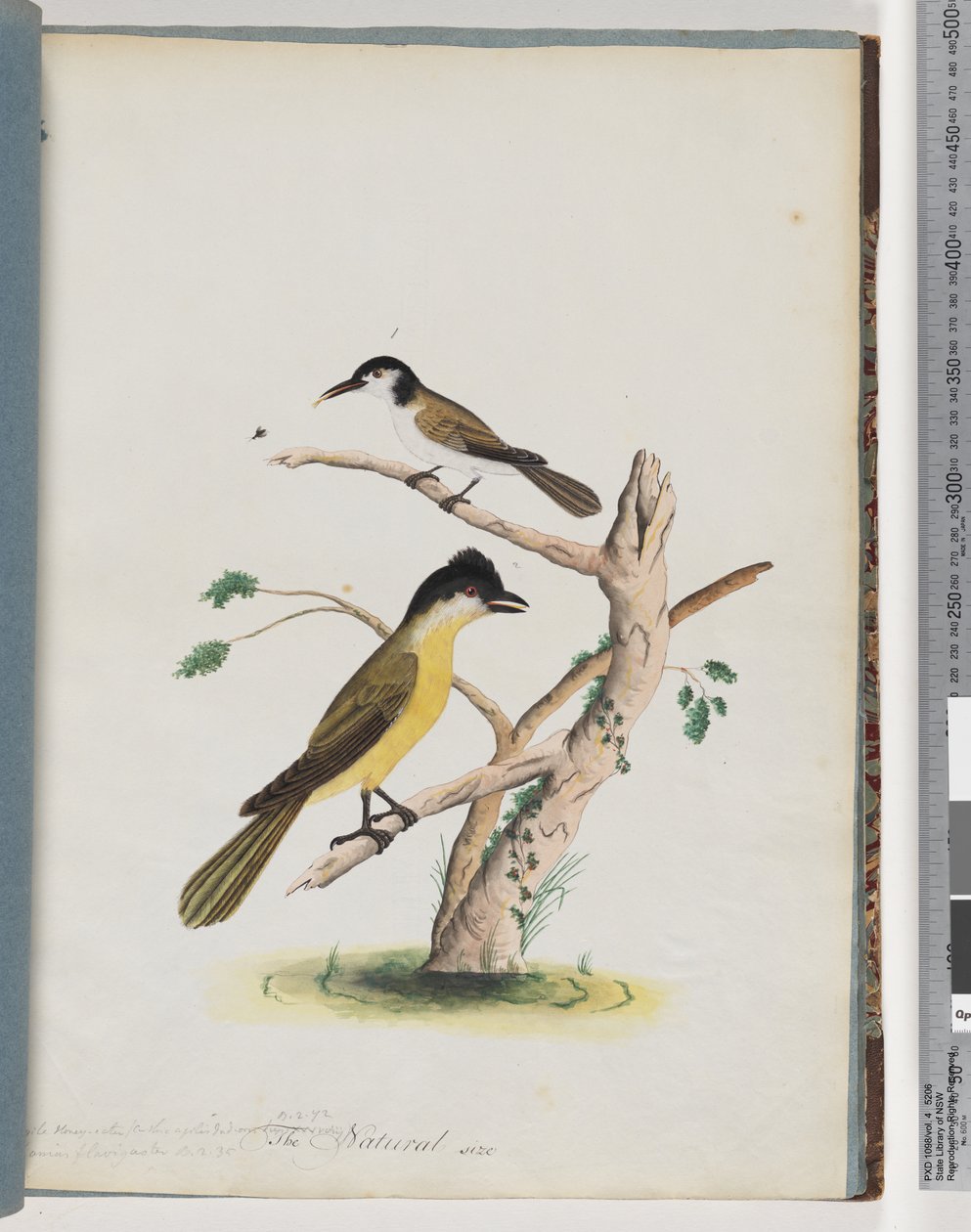 Side 37. 1. Uidentificeret fugl. Agile honningæder. Sorthovedet Creeper af Unknown artist