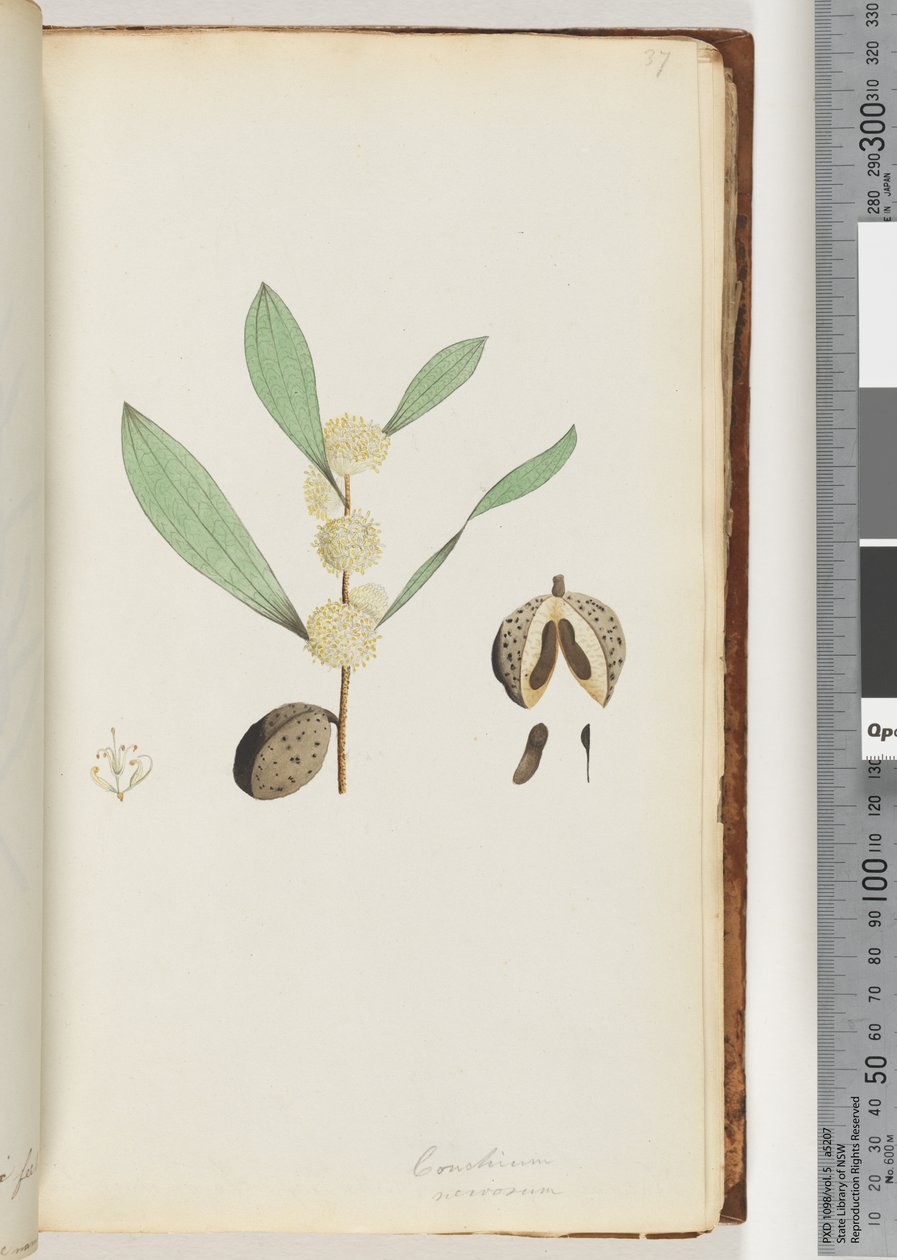 Side 37. Conchium nervosum (akvarel) af Unknown artist