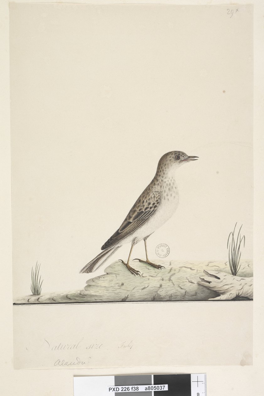 Page 38. Alundu? above title in different hand Natural size, July Pipit Anthus australis, 1791-92dani af Unknown artist