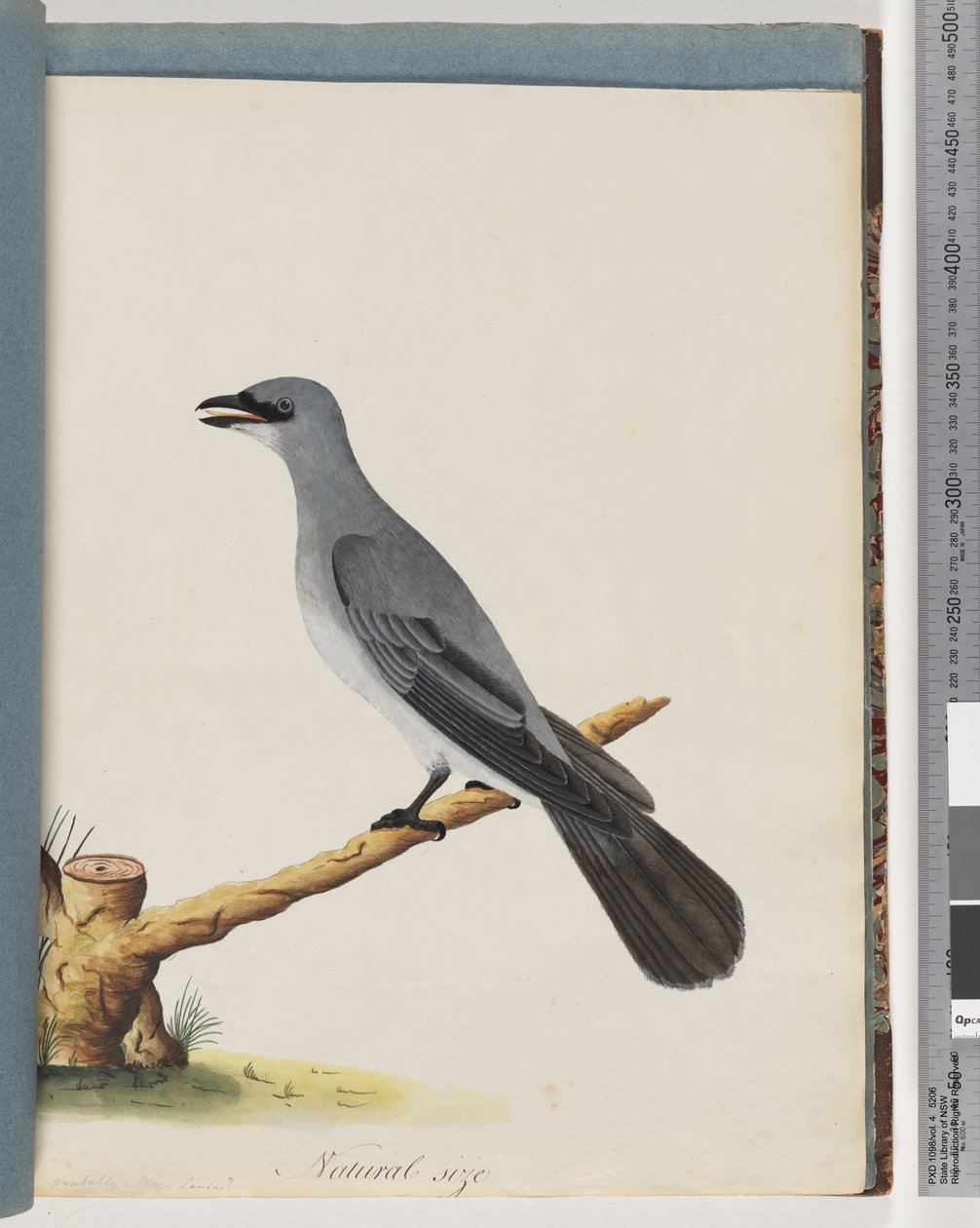 Side 38. Uidentificeret fugl, Sandsynligvis en stor lanius af Unknown artist