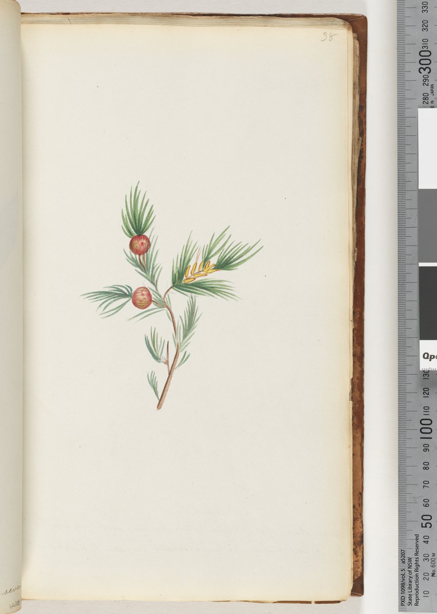 Page 38. Unidentified plantdani af Unknown artist