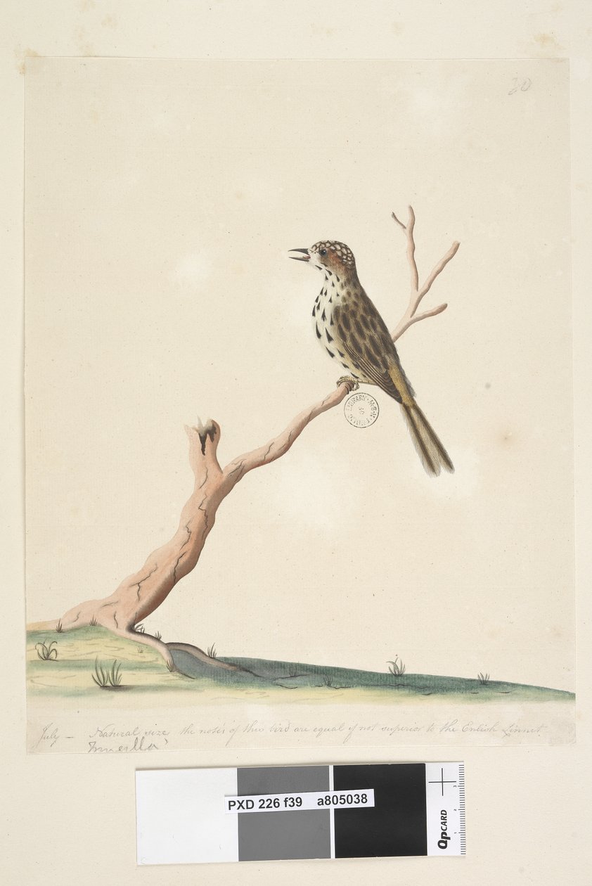 Side 39. Fringilla. langs underkant i forskellig hånd juli, naturlig størrelse. Denne fugls toner er lig, hvis ikke overlegne, den engelske linnet spættede sangsanger Chthonicola sagittata, 1791-92 af Unknown artist