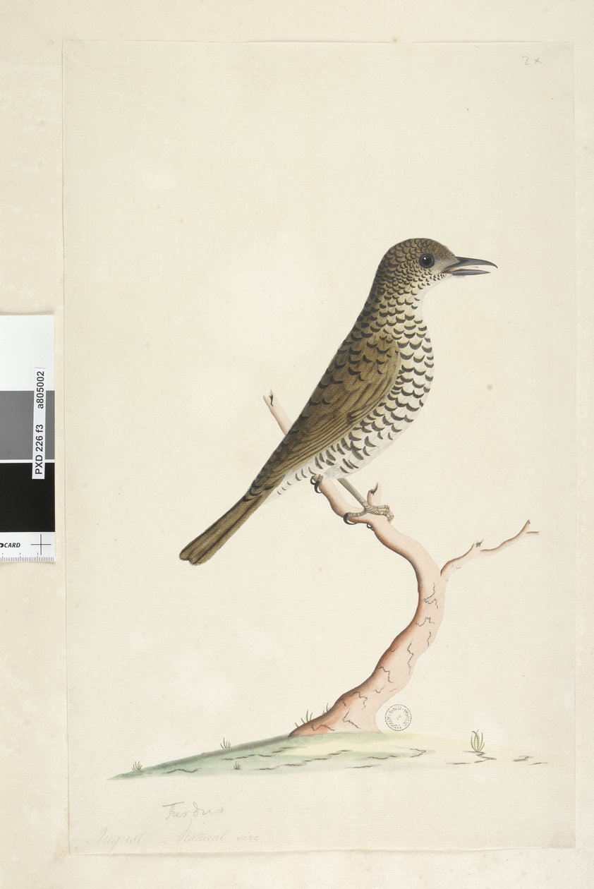 Side 3. Turdus. under titel i anden hånd August naturlig størrelse. Jorddrossel Zoothera lunulata, 1791-92 af Unknown artist