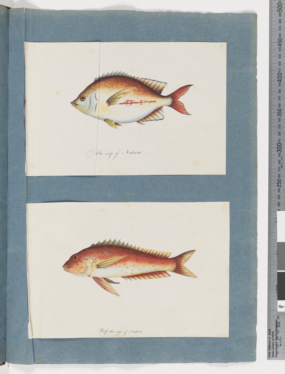 Side 3. Uidentificeret fisk 4. Uidentificeret fisk (akvarel på papir) af Unknown artist