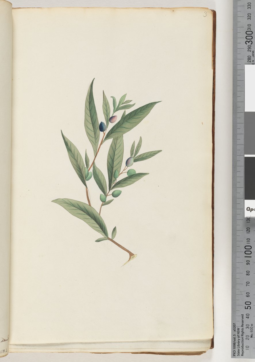 Page 3. Unidentified plantdani af Unknown artist