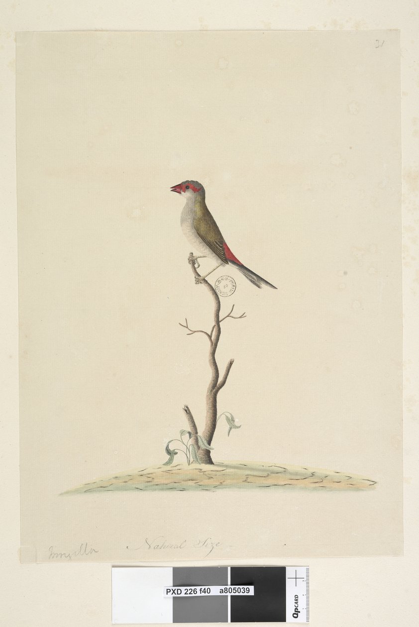 Side 40. Kundeservice. Naturlig størrelse rød, pandefink Neochmia brevis Aegintha brevis, 1791-92 af Unknown artist